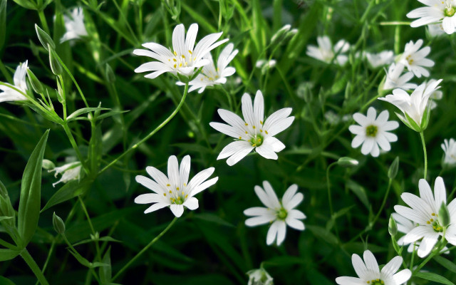 White flowers grass green leaves free wallpaper for desktop - medium preview image