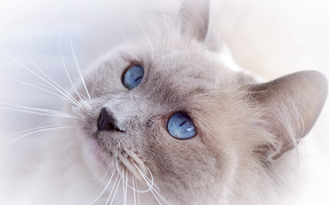 Blue eyed cat lying white free wallpaper for desktop - medium preview image