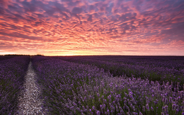 Lavender sunset road puzzle landscape free wallpaper for desktop - medium preview image