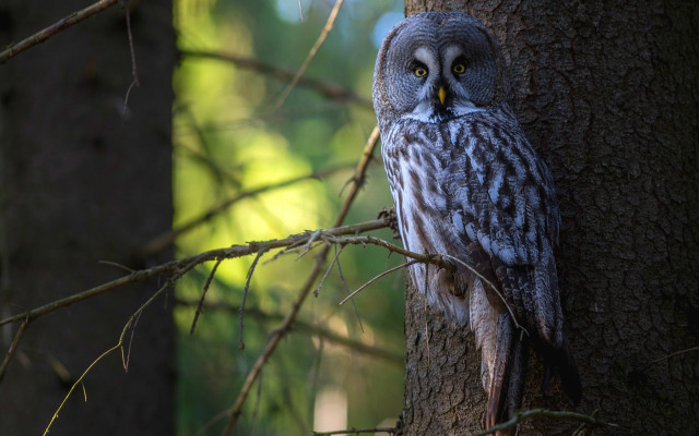 Owl forest branch sunlight nature free wallpaper for desktop - medium preview image