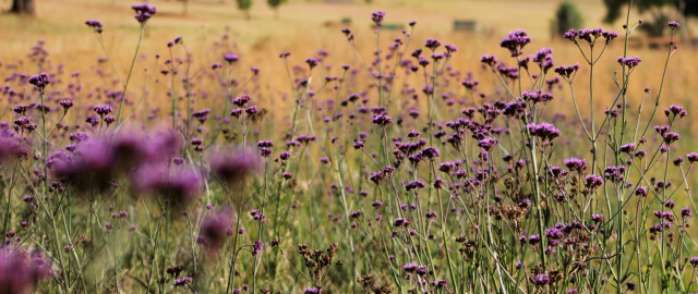 Purple flowers grass trees impressionist free wallpaper for desktop - medium preview image
