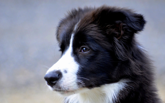 Black white dog white spot #2 free wallpaper for desktop - medium preview image