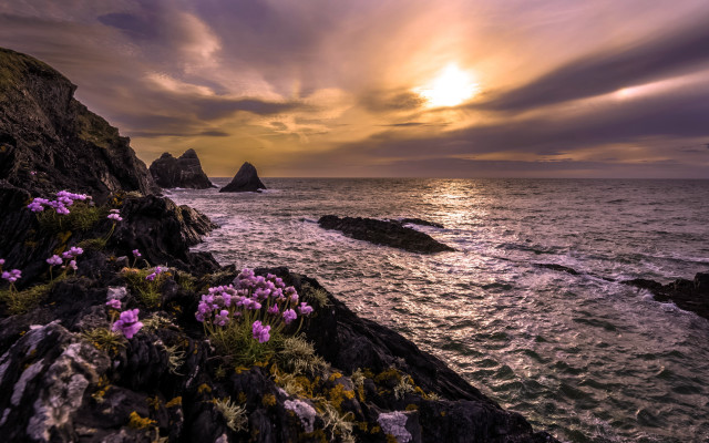 Sunset ocean purpleflowers rocks landscape free wallpaper for desktop - medium preview image
