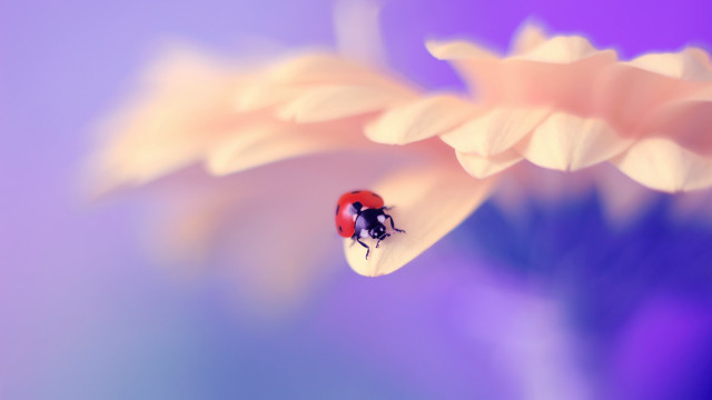 Ladybug flower purple background blue free wallpaper for desktop - medium preview image