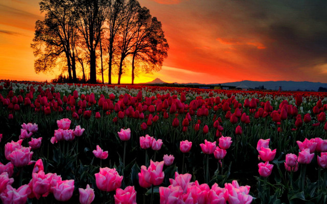 Pink tulips sunset mountain tree free wallpaper for desktop - medium preview image