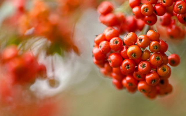 Berries branch leaves macro blurry free wallpaper for desktop - medium preview image