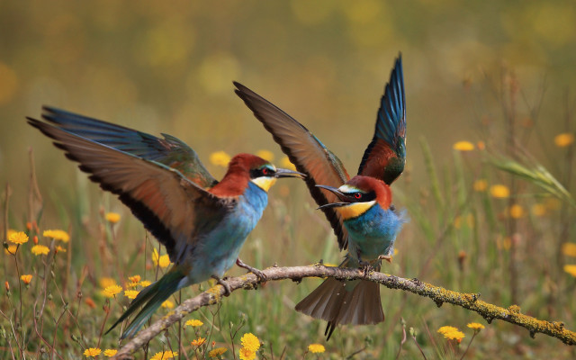 Colorful birds on branch autumn free wallpaper for desktop - medium preview image