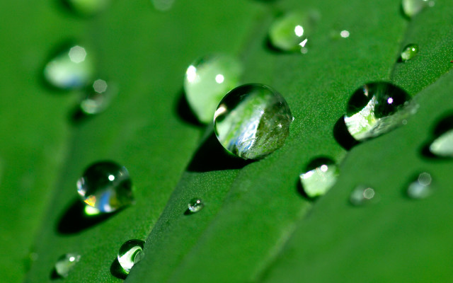 Water droplets green leaf bokeh free wallpaper for desktop - medium preview image