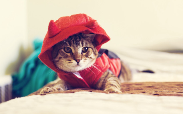 Cat red hoodie bed white free wallpaper for desktop - medium preview image