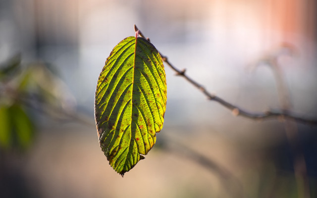 Green leaf branch blurry background #4 free wallpaper for desktop - medium preview image