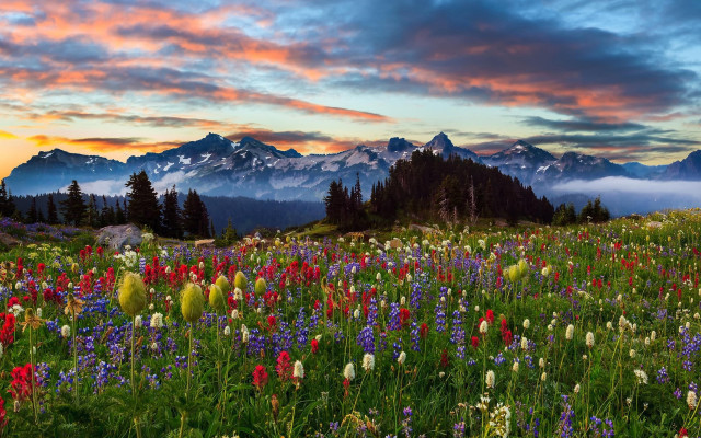 Wildflowers mountains sunset clouds landscape free wallpaper for desktop - medium preview image