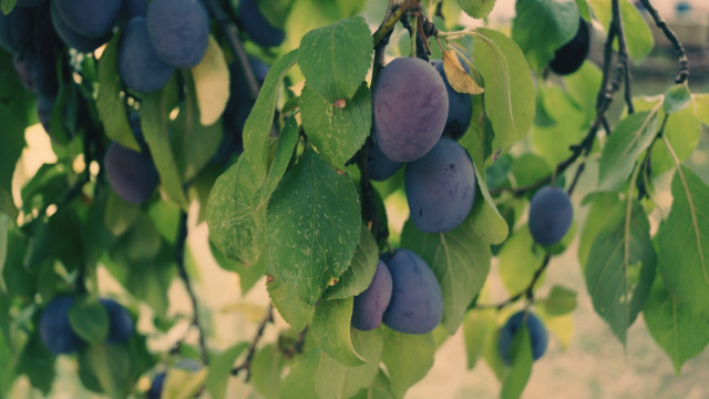 Plums hanging branch bokeh blurry free wallpaper for desktop - medium preview image