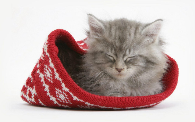 Kitten sleeping red white basket free wallpaper for desktop - medium preview image