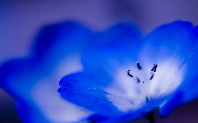 Blue flower white stamens macro #2 free wallpaper for desktop - medium preview image
