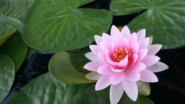 Pink flower green leaves water #4 free wallpaper for desktop - medium preview image