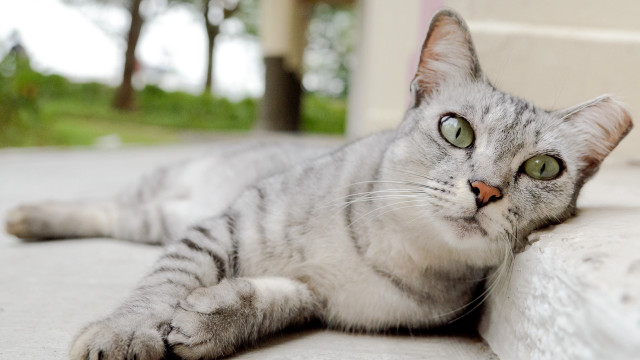 Curious cat laying ground portrait free wallpaper for desktop - medium preview image