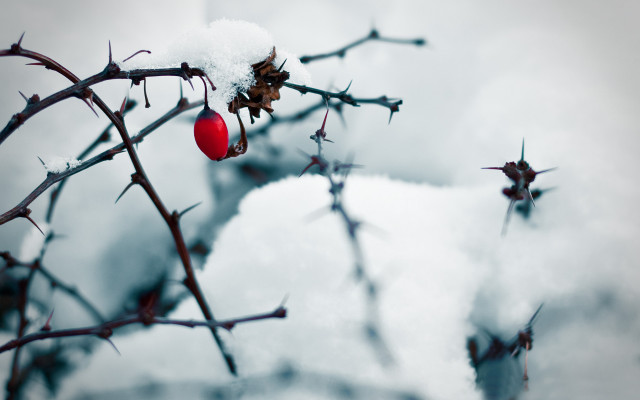 Branch red ball snow winter free wallpaper for desktop - medium preview image