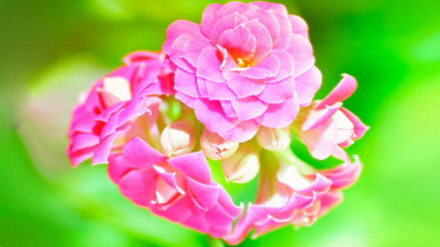 Pink flower blooming vivid gradient free wallpaper for desktop - medium preview image