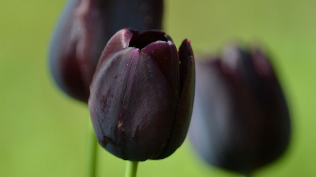 Purple flower green background macro free wallpaper for desktop - medium preview image