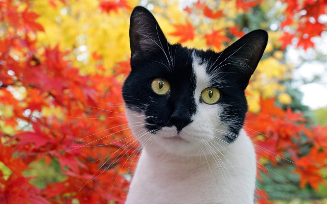 Black white cat yellow eyes free wallpaper for desktop - medium preview image