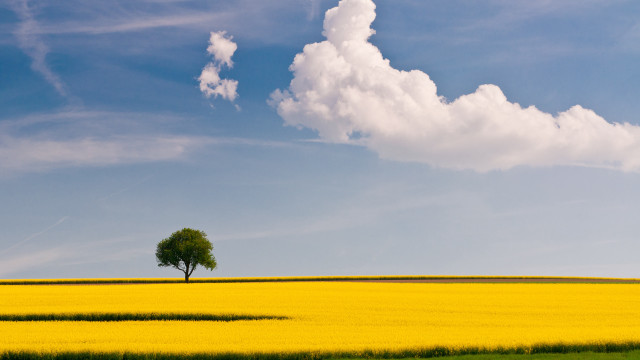 Lone tree yellow flower blue #4 free wallpaper for desktop - medium preview image
