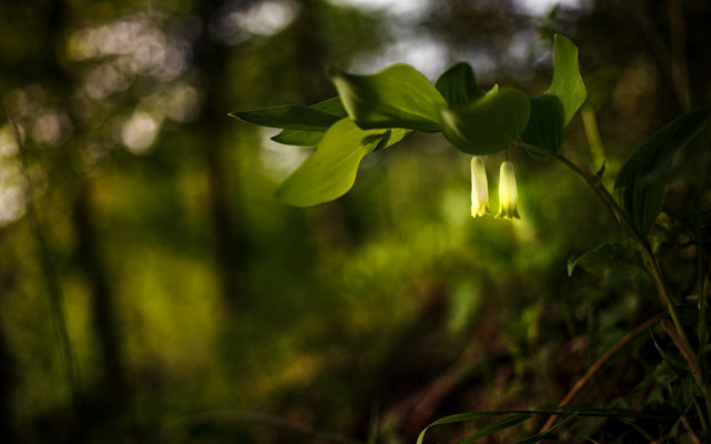 Plant flowers woods sunlight macro free wallpaper for desktop - medium preview image