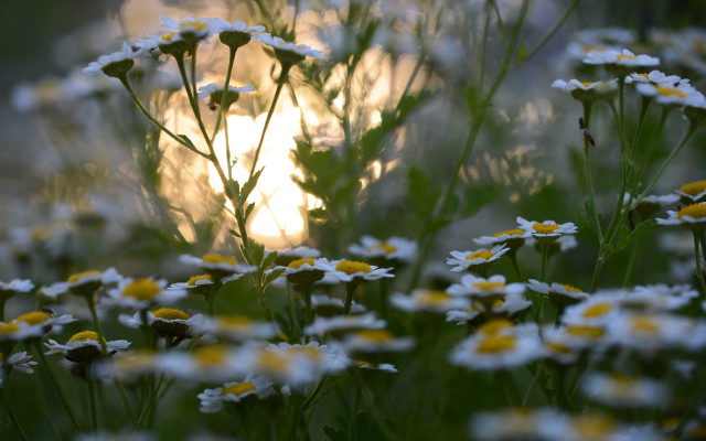 Daisy field sun bokeh macro free wallpaper for desktop - medium preview image