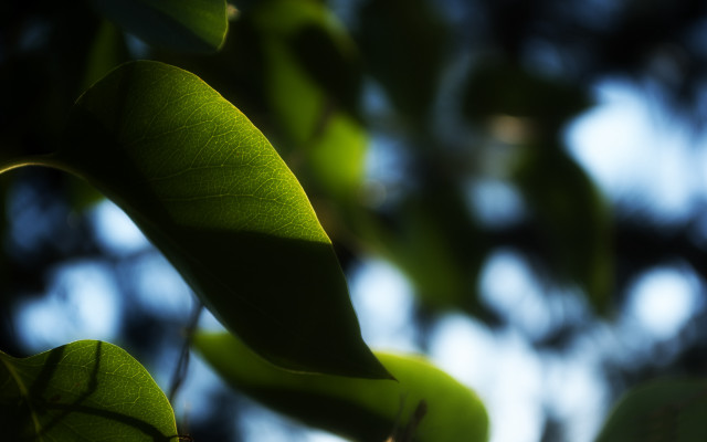 Leaf bokeh chromatic aberration raytrace free wallpaper for desktop - medium preview image