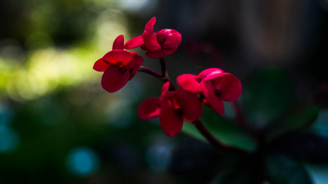 Red flower green leaves bokeh #3 free wallpaper for desktop - medium preview image