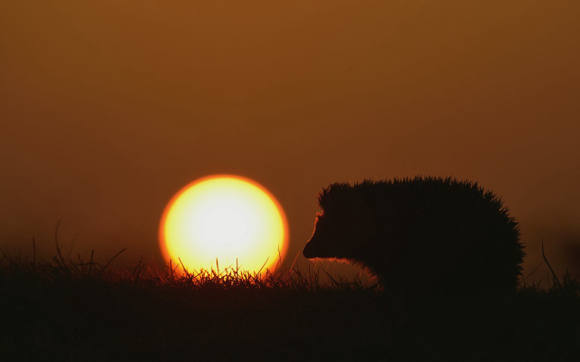Hedgehog sunset silhouette field moon free wallpaper for desktop - medium preview image