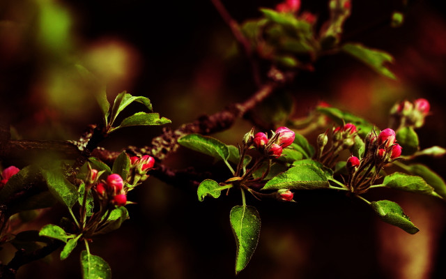 Pink branch flowers leaves butterfly free wallpaper for desktop - medium preview image