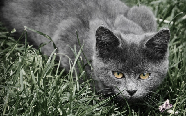 Cat grass yellow eye forest free wallpaper for desktop - medium preview image