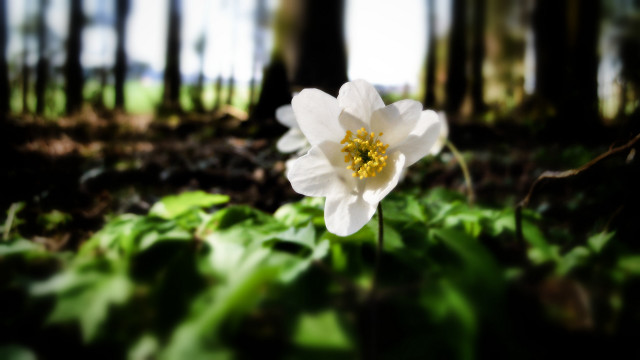White flower forest bokeh shallow free wallpaper for desktop - medium preview image