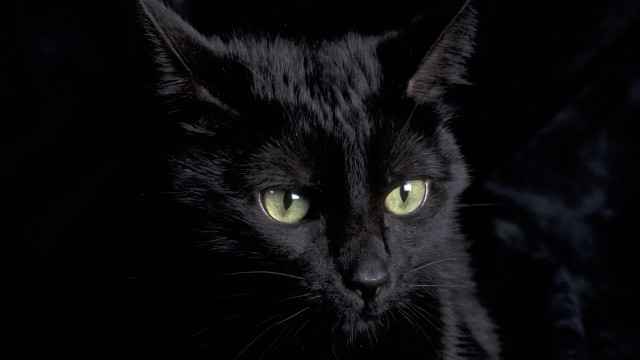 Black cat green eyes gothic #7 free wallpaper for desktop - medium preview image
