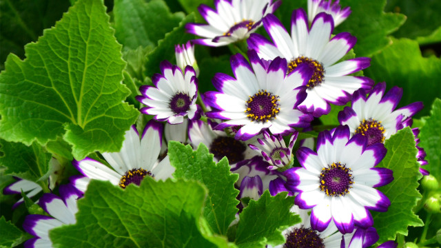 Purple white flowers garden macro free wallpaper for desktop - medium preview image