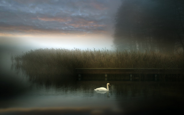 Swan lake tallgrass bench dusk free wallpaper for desktop - medium preview image