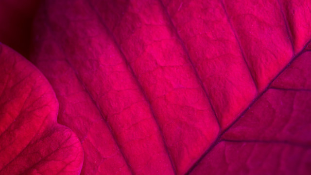 Pink couch cushion pattern red free wallpaper for desktop - medium preview image