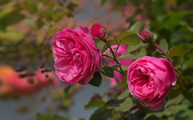 Pink rose leaves blurry background free wallpaper for desktop - medium preview image