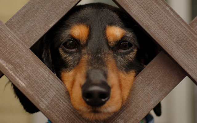 Dog peeking fence elke vogelsang free wallpaper for desktop - medium preview image