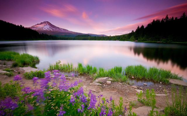 Mountain lake purpleflowers forest sunset #4 free wallpaper for desktop - medium preview image