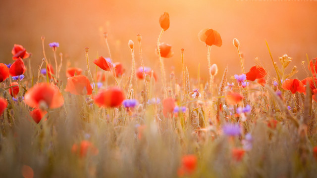 Red purple flower field sunset free wallpaper for desktop - medium preview image