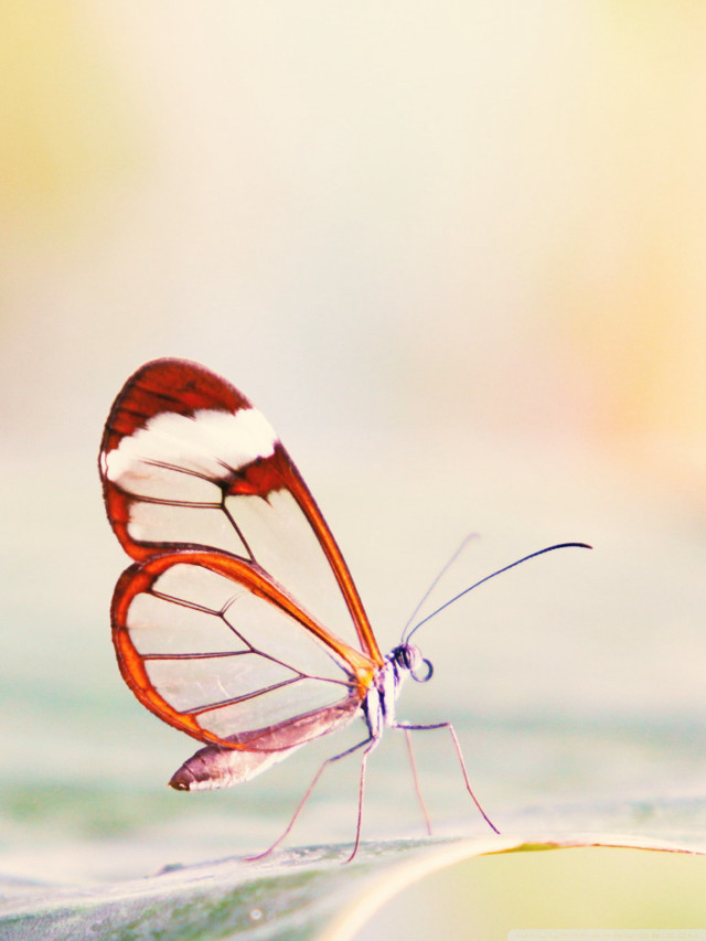 Butterfly white red leaf water free wallpaper for mobile - medium preview image