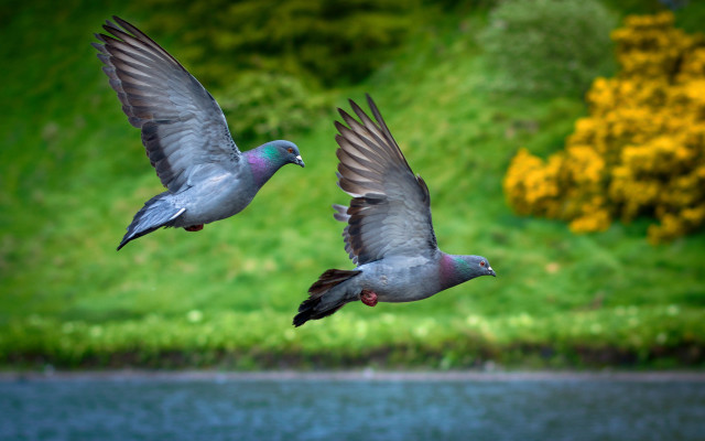 Birds water hillside yellow flowers free wallpaper for desktop - medium preview image
