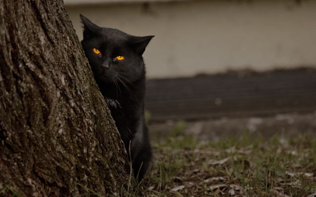 Black cat glowing eyes hiding free wallpaper for desktop - medium preview image