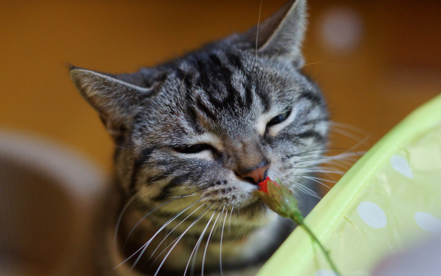 Cat eating green bowl blurry free wallpaper for desktop - medium preview image