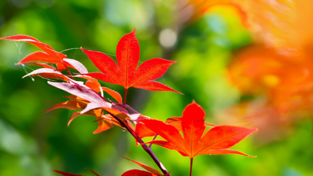 Red flower green leaves bokeh free wallpaper for desktop - medium preview image