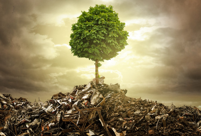 Tree growing rubble field cloudy free wallpaper for desktop - medium preview image