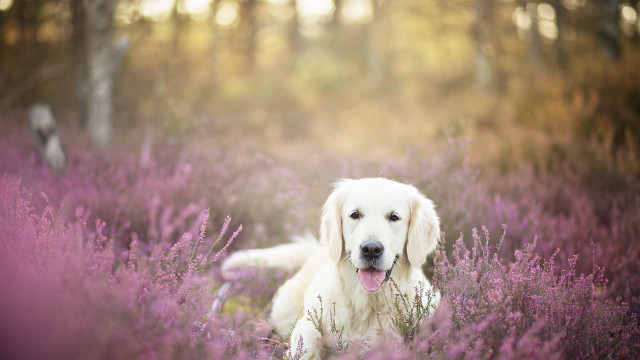 Dog purple flower field wisteria free wallpaper for desktop - medium preview image