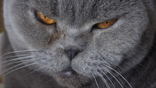 Cat yellow eyes serious angry free wallpaper for desktop - medium preview image