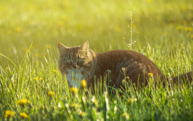 Cat field frisbee nature blurry free wallpaper for desktop - medium preview image